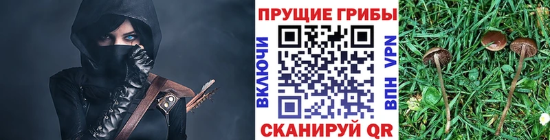 Купить где  Эртиль  Псилоцибиновые грибы Cubensis 